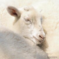 Merino-Lammwolle - Bettdecken